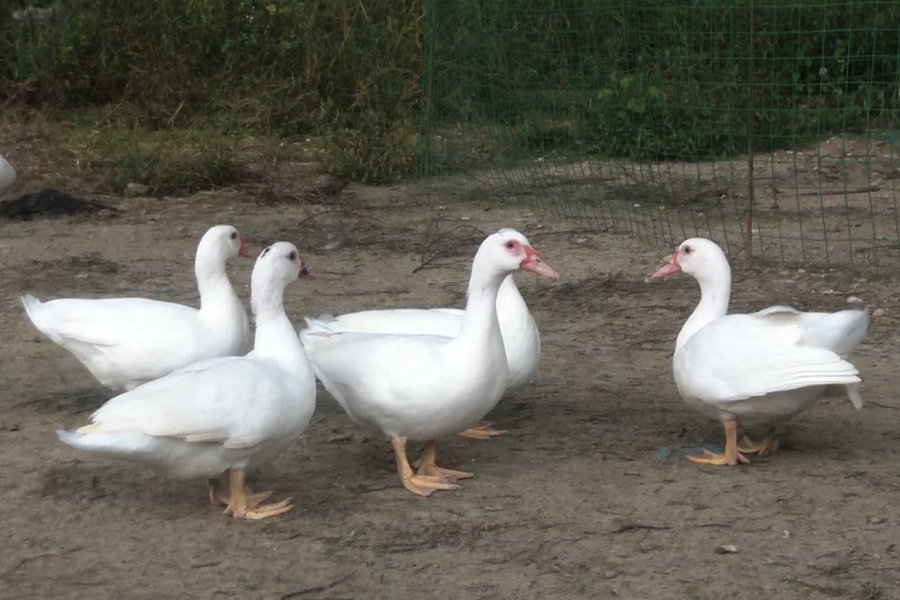 狄高鴨飼料中可以加入啤酒糟嗎,有哪些好處?