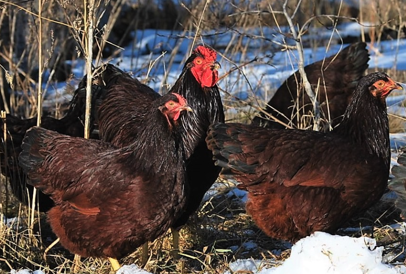 羅斯褐雞(Rhode Island Red)生長周期是多久,繁殖能力怎么樣?
