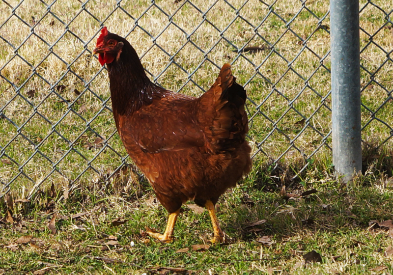 羅斯褐雞(Rhode Island Red)生長周期是多久,繁殖能力怎么樣?