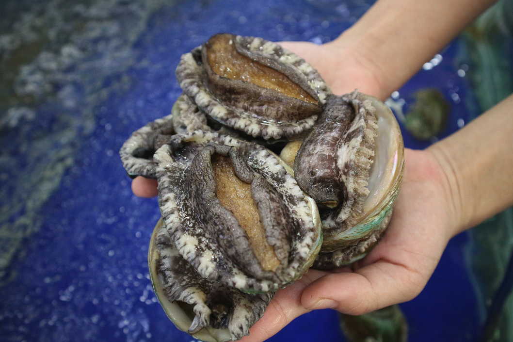 海參和鮑魚可以進行混養嗎,有哪些好處?
