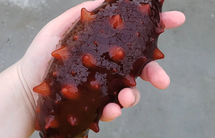 海參出現皮膚潰爛應該如何治療?