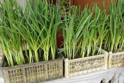 <strong>扁葉蔥可以在干旱地區(qū)種植嗎，用沙質土壤有哪些好處?</strong>