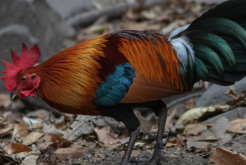 <strong>洛島紅雞原產地是哪里，有哪些優勢特點?</strong>
