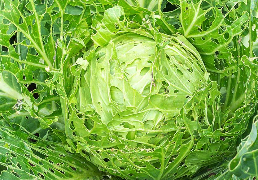 復方菜蟲菌可以消滅小菜蛾嗎,怎么操作?