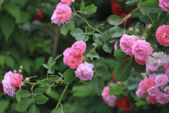 <b>粉團薔薇有哪些繁殖方式？</b>