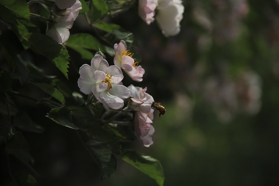 粉團(tuán)薔薇的種子如何培育,需要什么條件?