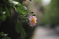 <b>粉團薔薇的種子如何培育，需要什么條件？</b>