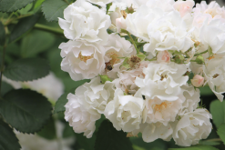 <b>粉團薔薇分布在哪些地區，對生長環境有什么要求？</b>