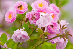 <b>粉團薔薇是什么植物，有什么樣的形態特點？</b>