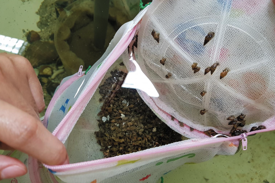 養殖香螺的餌料主要是哪些?