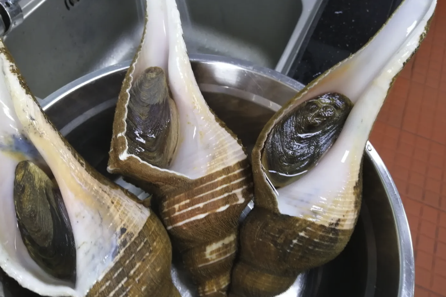 香螺如何進(jìn)行繁殖,有哪些方式?
