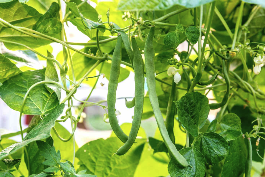 綠豆種植前土壤如何進行施肥,需要注意什么?