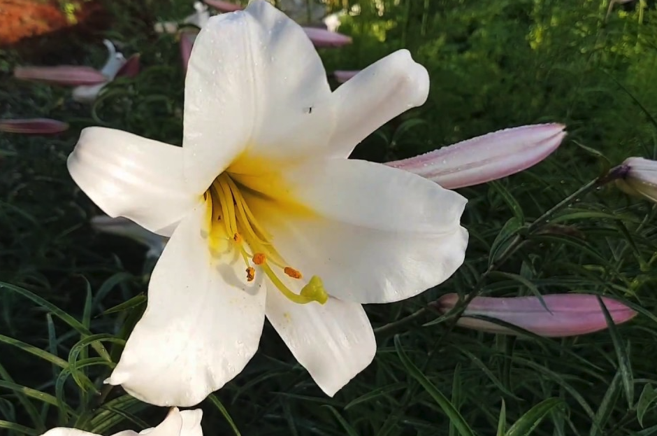 松葉百合花期在什么時候,如何繁殖?