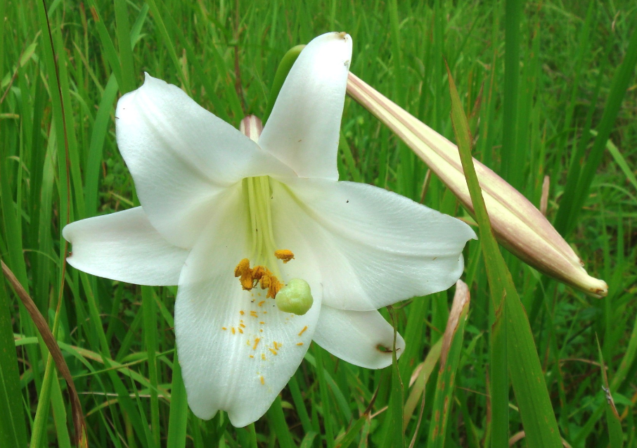 松葉百合花期在什么時候,如何繁殖?