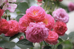 <b>壓條繁殖是什么方法，粉團薔薇可以操作嗎?</b>