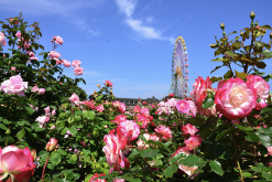 <b>粉團薔薇如何進行分株繁殖?</b>