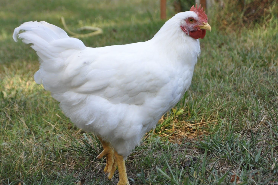 伊沙褐雞的飼料中可以加入豆粕嗎,有哪些好處?