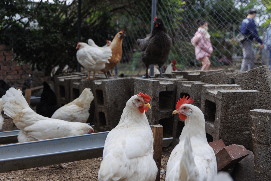 伊沙褐雞的飼料中可以加入豆粕嗎,有哪些好處?