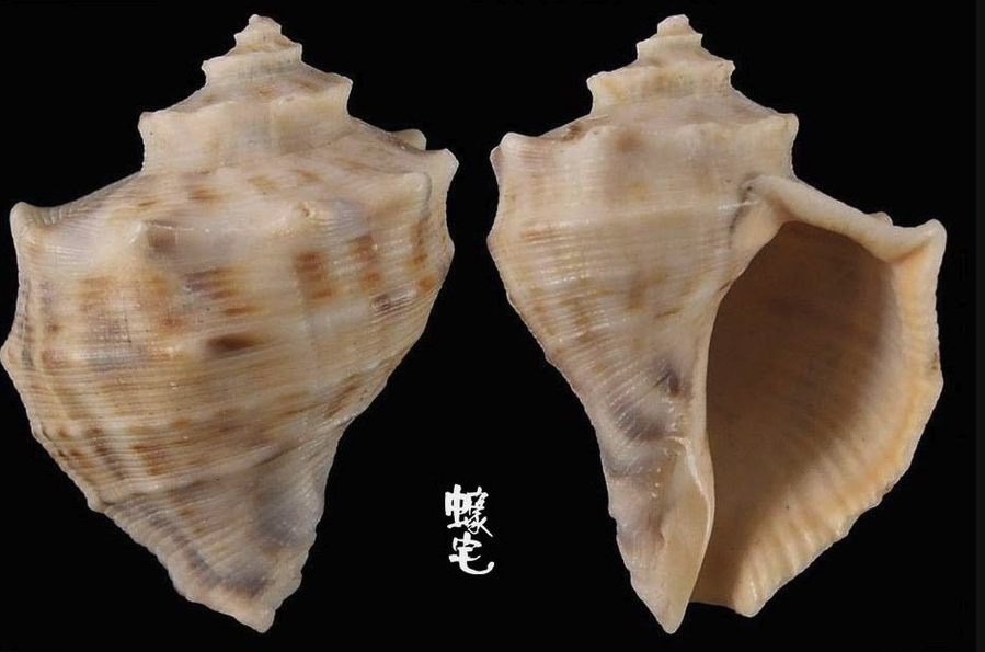紅皺巖螺如何培育幼苗,需要注意什么?