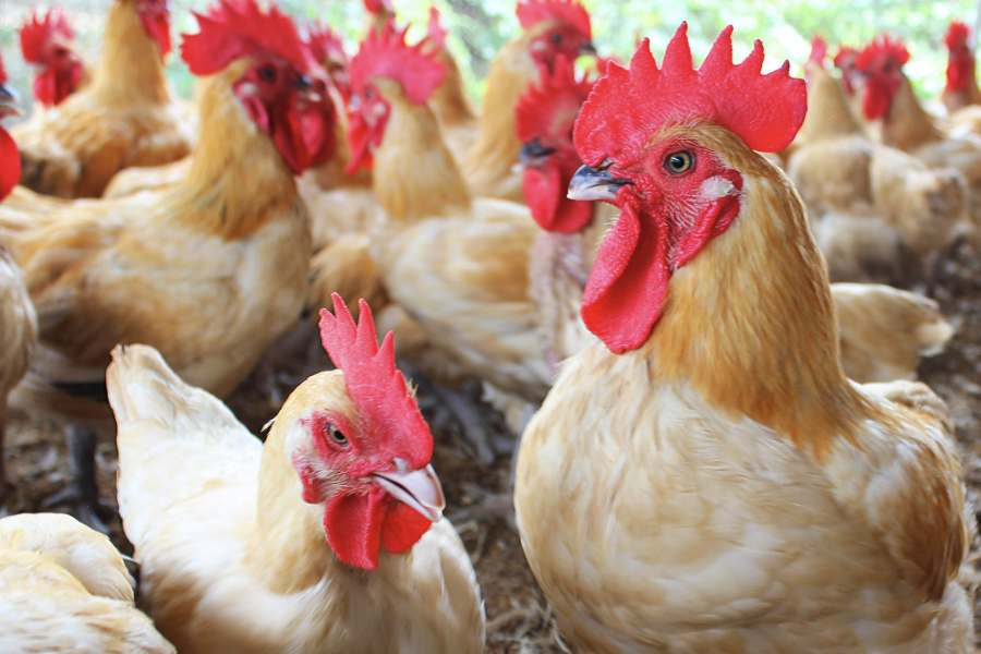 伊沙褐雞的飼料如何搭配,可以提高產蛋效率?