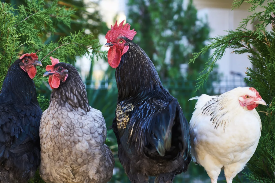 伊沙褐雞的飼料如何搭配,可以提高產蛋效率?