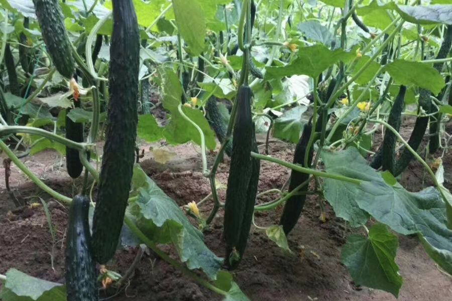黃瓜大棚中食用黑光燈有哪些作用?