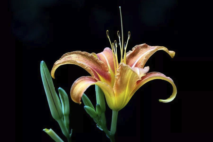 小黃花菜有哪些形態(tài)特點(diǎn),主要分布在哪些地區(qū)?