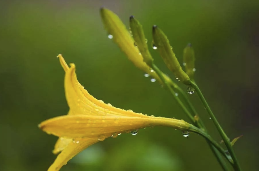 小黃花菜有哪些形態(tài)特點(diǎn),主要分布在哪些地區(qū)?