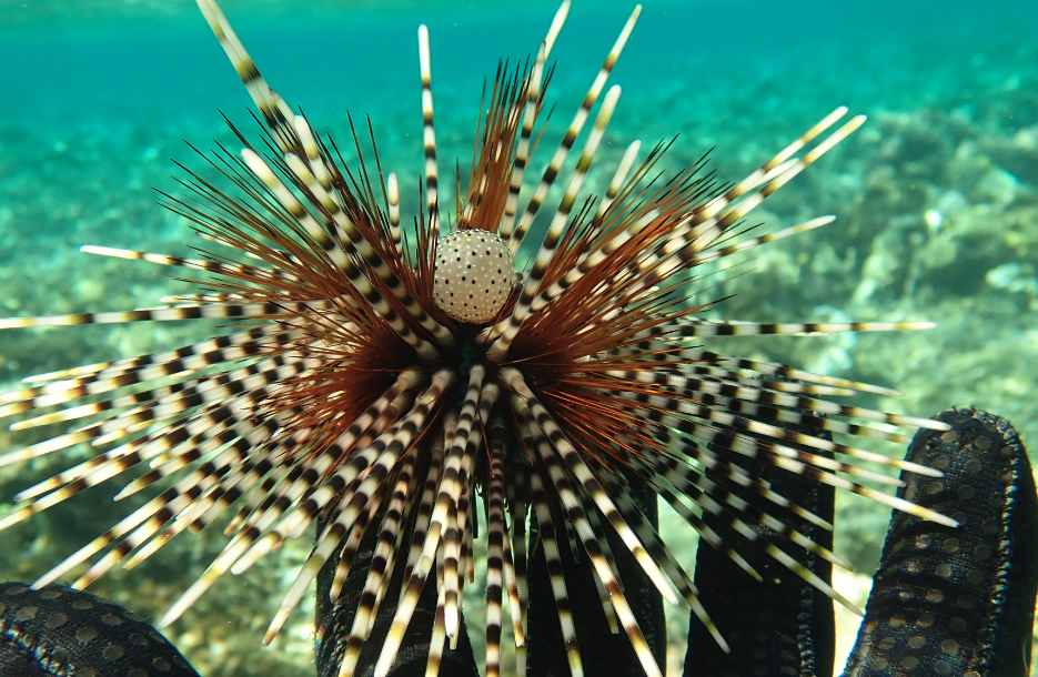 北方球海膽(Echinothrix calamaris)的捕撈通常涉及到潛水員或漁民前往海底,并使