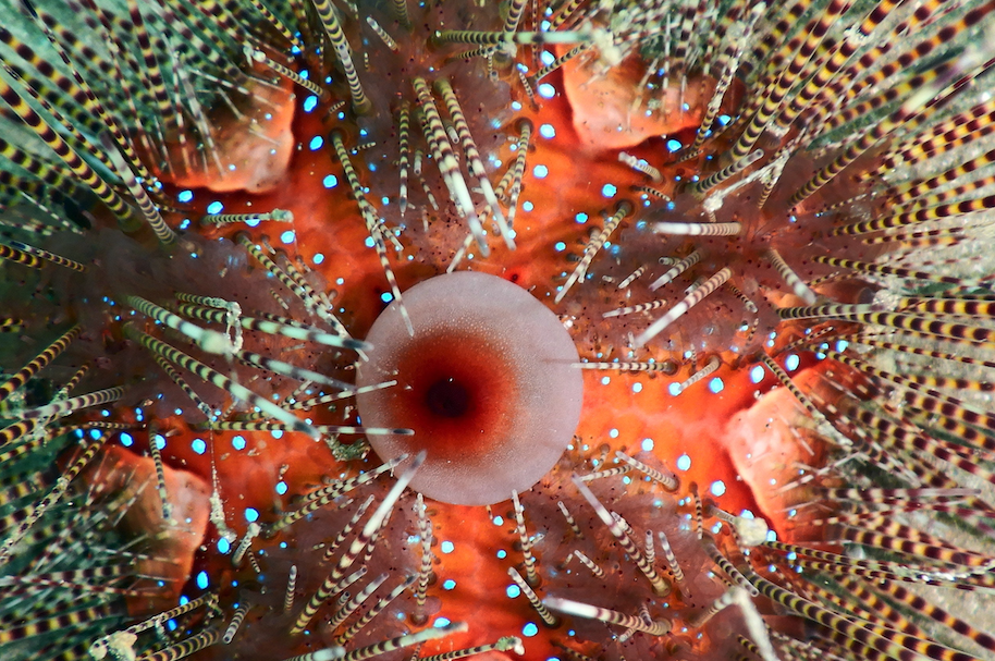 北方球海膽(Echinothrix calamaris)的捕撈通常涉及到潛水員或漁民前往海底,并使
