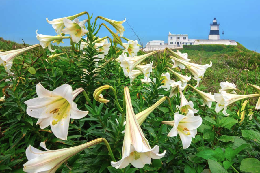 蘭州百合對(duì)光照和土壤有哪些要求,石灰質(zhì)土可以種植嗎?