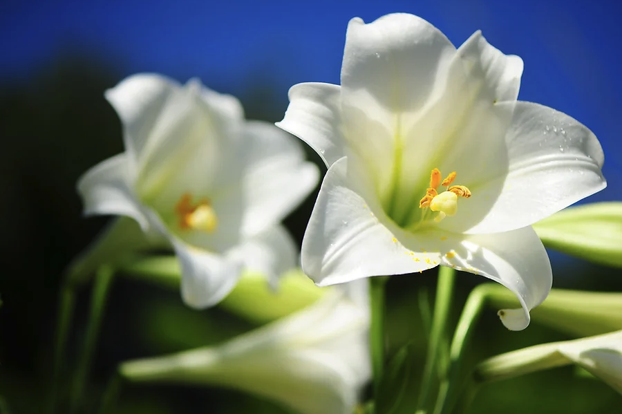 蘭州百合對(duì)種植環(huán)境有哪些要求,耐寒嗎?