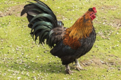 <strong>新浦東雞有哪些形態(tài)特征，肉質(zhì)怎么樣？</strong>