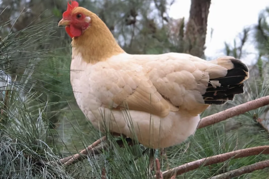 石岐雜雞的產蛋量怎么樣,如何飼養提高產蛋量?