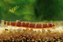 <b>鴨子池塘養殖泥鰍有哪些好處？</b>