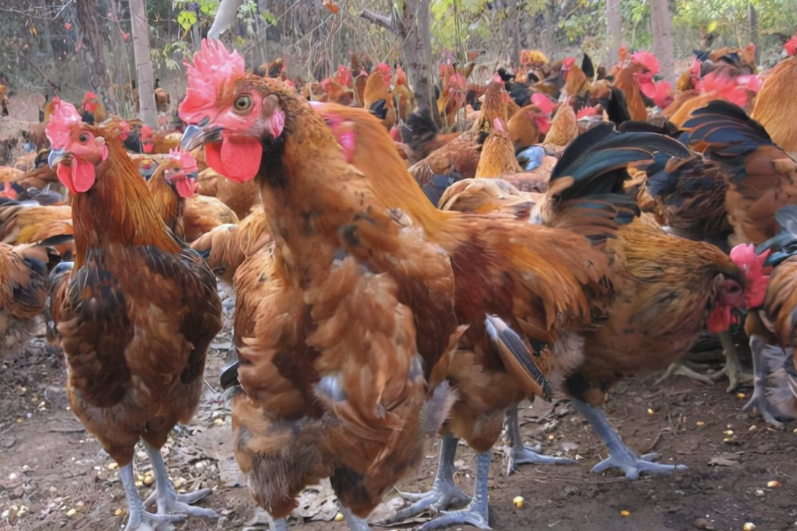 統(tǒng)糠為什么不常用于雛鴨飼料?