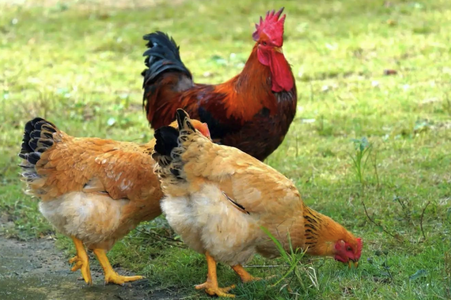 統(tǒng)糠為什么不常用于雛鴨飼料?