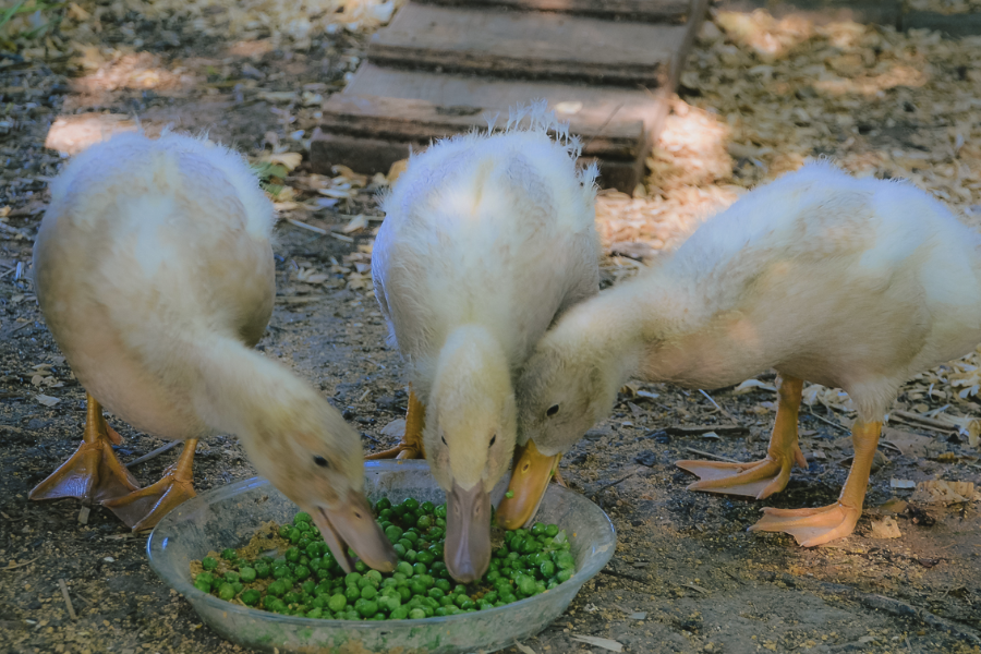 為什么高粱在鴨子飼料中的占比較低?