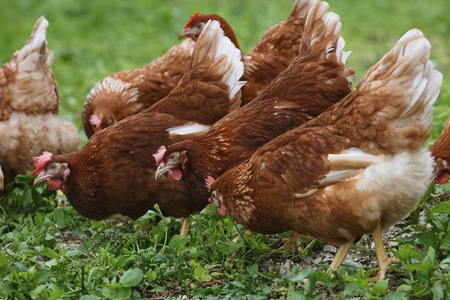 氯化膽堿是什么,加入到雞飼料中有哪些好處?