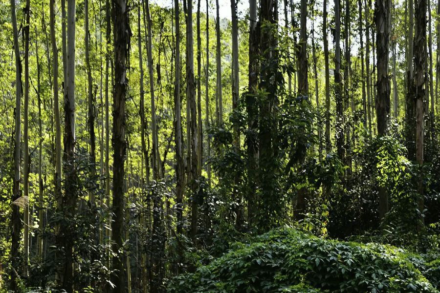 赤桉有哪些生態習性,壽命一般多久?