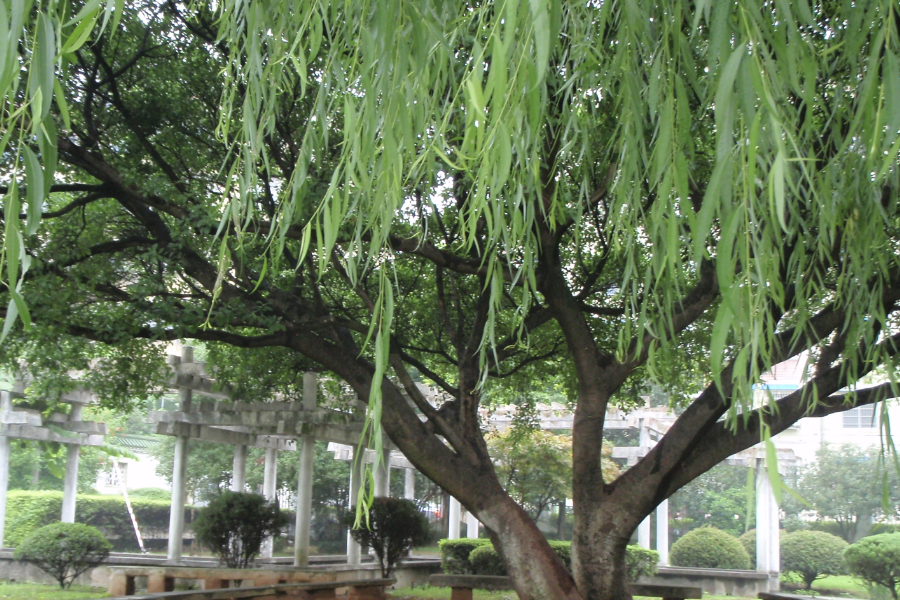 黑柳如何進行繁殖,耐寒能力怎么樣?