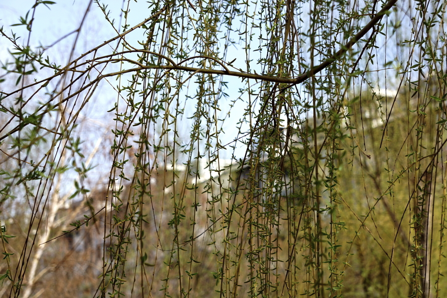 黑柳是什么植物,有哪些形態(tài)特點(diǎn)?