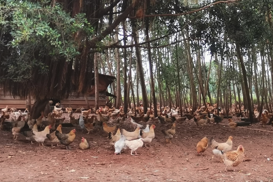 碘化鉀可以添加到雞飼料中嗎,有什么好處?
