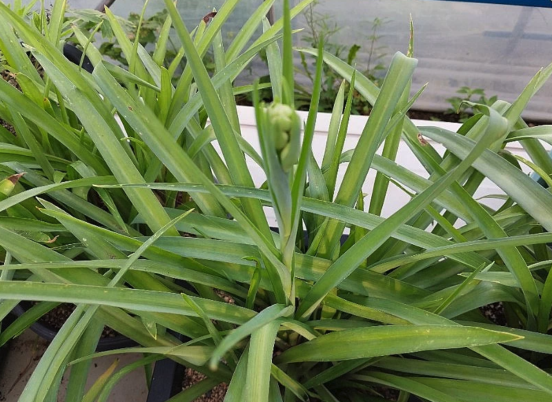 晚香玉如何進行繁殖,有哪些方式?
