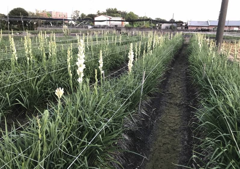 晚香玉對(duì)生長環(huán)境有什么要求,耐寒嗎?