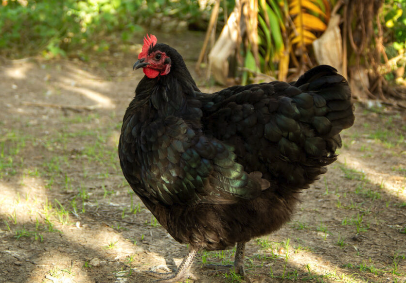中國黑鳳雞產蛋量怎么樣,有什么營養?