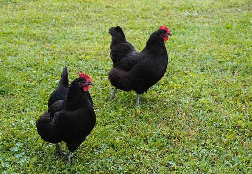 中國黑鳳雞產蛋量怎么樣,有什么營養?