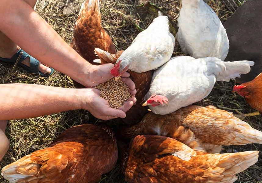 雞飼料一天投喂幾次,哪些時間段最好?