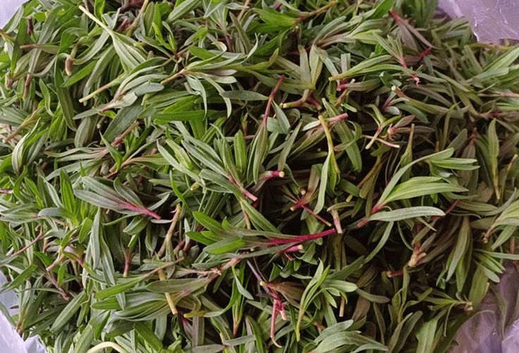 龍蓿堿來自于什么植物,有哪些作用和用途?