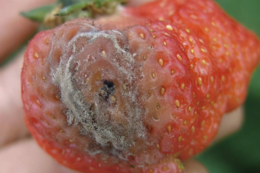 草莓灰霉病怎么進行防治,有哪些方法?
